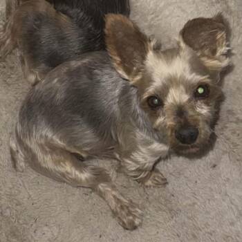 Yorkshire Terrier Dogs Available for Adoption in Marana, Arizona - GEORGE  | PetCurious