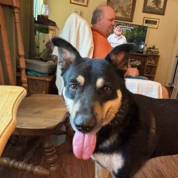 Sammy -  German Shepherd Dog and Great Dane Dog for Adoption in Corsicana, Texas - Sammy | PetCurious