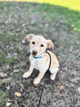 Chihuahua and Mixed Breed Dogs Available for Adoption - Josie | PetCurious