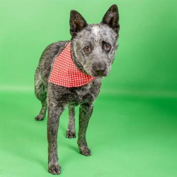 Australian Cattle Dog Blue Heeler and Mixed Breed Dogs Available for Adoption in St. Louis, Missouri - BANDIT | PetCurious