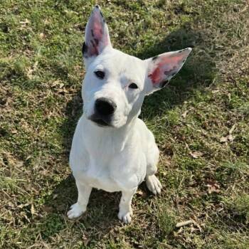 Mixed Breed Dogs Available for Adoption - Winnie | PetCurious