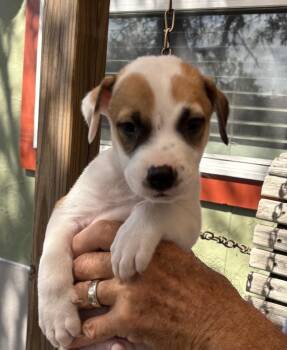 Arthur -  Australian Shepherd and Staffordshire Bull Terrier Dog for Adoption in New Braunfels, Texas - Arthur | PetCurious