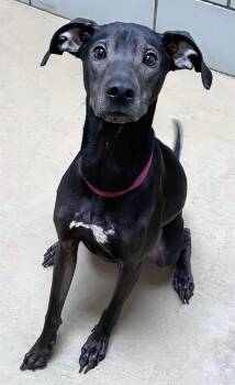 Rescue Mixed Breed Dogs for Adoption in Nashville, Tennessee - Mojo Jojo | PetCurious