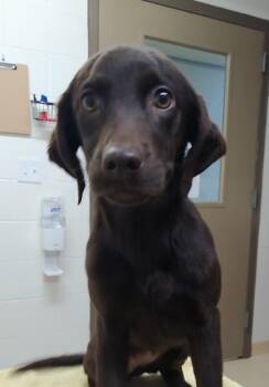 Labrador Retriever Dogs Available for Adoption in Pocatello, Idaho - Eloise | PetCurious