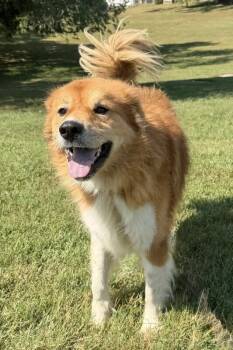 Ash -  Golden Retriever Dog for Adoption in Maryville, Tennessee - Ash | PetCurious
