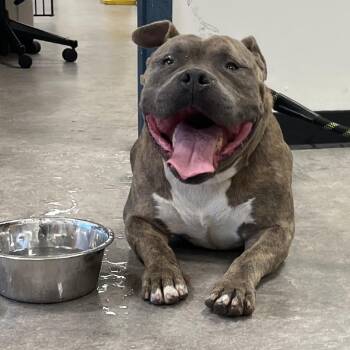 Bubbas -  Mixed Breed Dog for Adoption in Philadelphia, Pennsylvania - Bubbas | PetCurious