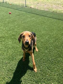 Mixed Breed Dogs Available for Adoption in Jackson, Tennessee - Pongo | PetCurious