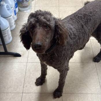 Standard Poodle Dogs Available for Adoption in Hartland, Wisconsin - Farrah-Foster Home Needed | PetCurious