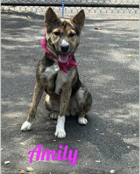 Rescue Shepherd Dogs for Adoption in Westbury, New York - Amily | PetCurious