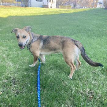 Agatha -  Corgi and Shepherd Dog for Adoption in Groveland, Massachusetts - Agatha | PetCurious