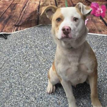 Labrador Retriever and Mixed Breed Dogs Available for Adoption in Washington, District Of Columbia - Polo | PetCurious