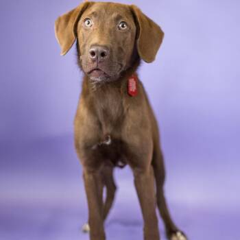 Brittany -  Mixed Breed Dog for Adoption in Portland, Oregon - Brittany | PetCurious