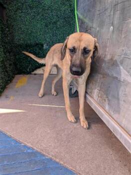 61607251 -  Shepherd and Mixed Breed Dog for Adoption in El Paso, Texas - 61607251 | PetCurious