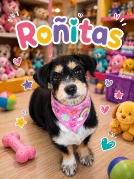 Ronitas -  Terrier Dog for Adoption in Georgetown, Texas - Ronitas | PetCurious