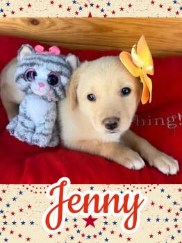 Jenny -  Border Collie and Labrador Retriever Dog for Adoption in Ringwood, New Jersey - Jenny | PetCurious