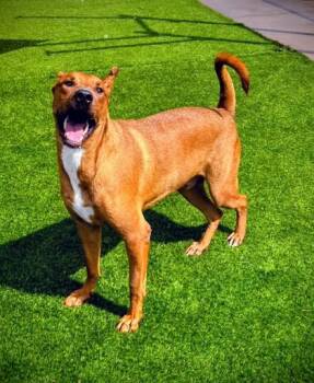 Hot Rod* -  Rhodesian Ridgeback and Mixed Breed Dog for Adoption in El Paso, Texas - Hot Rod* | PetCurious