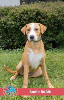 Sadie -  Mixed Breed Dog for Adoption in Mobile, Alabama - Sadie | PetCurious