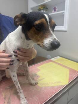 Root -  Australian Cattle Dog Blue Heeler Dog for Adoption in Marietta, Georgia - Root | PetCurious