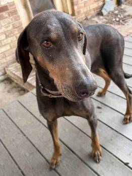 Sasha -  Doberman Pinscher Dog for Adoption in Louisa, Virginia - Sasha | PetCurious