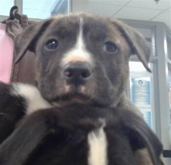 Pit Bull Terrier Dogs Available for Adoption - A471069 | PetCurious