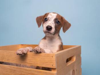 End: Bandonkadonk -  Beagle and Jack Russell Terrier Dog for Adoption in Palo Alto, California - End: Bandonkadonk | PetCurious