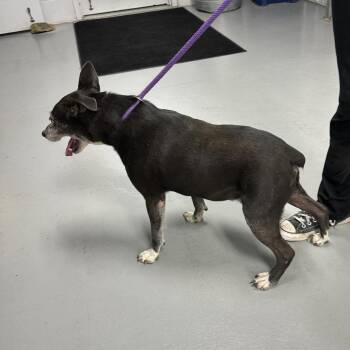 Ace -  Rat Terrier and Mixed Breed Dog for Adoption in Morganfield, Kentucky - Ace | PetCurious