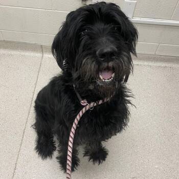 Giant Schnauzer Dogs Available for Adoption in Murray, Utah - Oreo | PetCurious