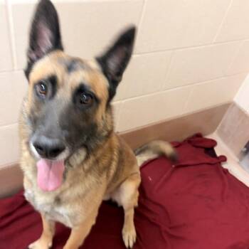 Severus -  German Shepherd Dog Dog for Adoption in Reno, Nevada - Severus | PetCurious