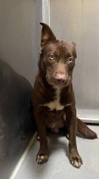 Border Collie and Mixed Breed Dogs Available for Adoption - A608761 | PetCurious