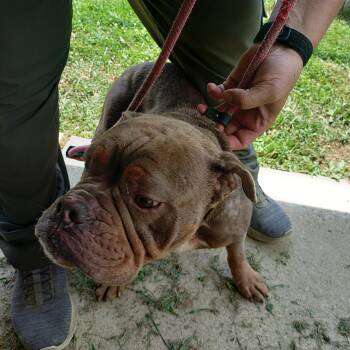 26-082 -  Bulldog Dog for Adoption in Carrollton, Ohio - 26-082 | PetCurious