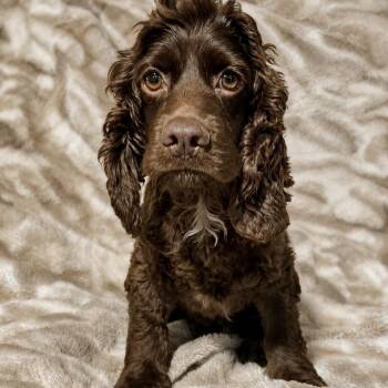 Henry -  Cocker Spaniel Dog for Adoption in Pelham, New Hampshire - Henry | PetCurious