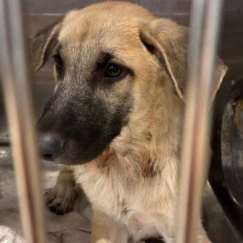 Jake -  Shepherd Dog for Adoption in Abilene, Texas - Jake | PetCurious