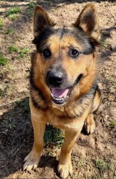 German Shepherd Dog Dogs Available for Adoption in Baltimore, Maryland - Goliath | PetCurious