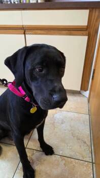 Black Labrador Retriever and Labrador Retriever Dogs Available for Adoption - Stella | PetCurious
