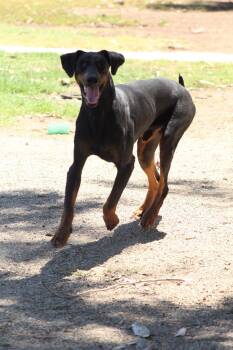 Drake -  Doberman Pinscher Dog for Adoption in El Centro, California - Drake | PetCurious