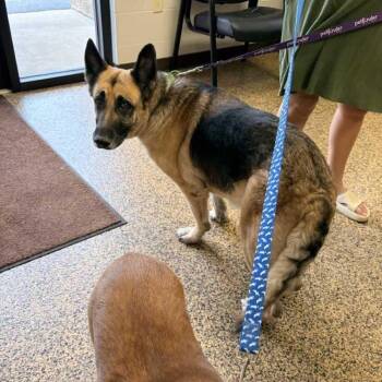 German Shepherd Dog Dogs Available for Adoption in Saint Charles, Missouri - Daisy | PetCurious