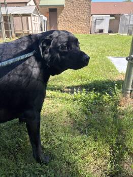 Biggie -  Black Labrador Retriever and Rottweiler Dog for Adoption in Ashland, Virginia - Biggie | PetCurious