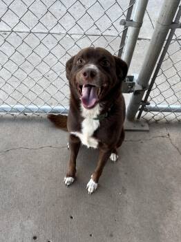 Puck -  Labrador Retriever and Mixed Breed Dog for Adoption in Jamestown, North Dakota - Puck | PetCurious