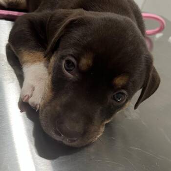 Eddie -  Rottweiler and Mixed Breed Dog for Adoption in Richmond Hill, Georgia - Eddie | PetCurious