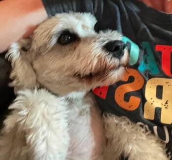 Jax -  Schnauzer Dog for Adoption in Tucson, Arizona - Jax | PetCurious