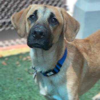 Tobasco -  Mastiff Dog for Adoption in Colorado Springs, Colorado - Tobasco | PetCurious