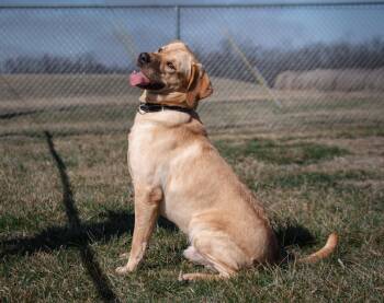 Labrador Retriever and Great Pyrenees Dogs Available for Adoption - Buggy | PetCurious