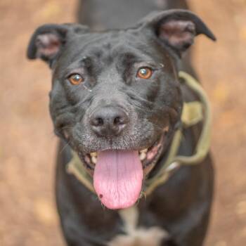 Mixed Breed Dogs Available for Adoption in Decatur, Georgia - Blackberry | PetCurious