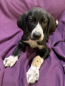 Mickey D -  Great Pyrenees and Great Dane Dog for Adoption in Mundelein, Illinois - Mickey D | PetCurious