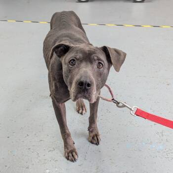 Rescue Pit Bull Terrier Dogs for Adoption in Wichita, Kansas - Franny | PetCurious