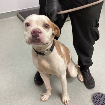 Rescue Pit Bull Terrier Dogs for Adoption in Abilene, Texas - Ricardo | PetCurious