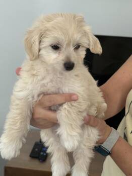 Mia -  Bichon Frise and Goldendoodle Dog for Adoption in Bradenton, Florida - Mia | PetCurious