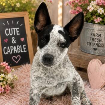 Lucy -  Australian Cattle Dog Blue Heeler Dog for Adoption in Sacramento, California - Lucy | PetCurious
