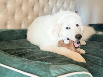 Rescue Great Pyrenees Dogs for Adoption in Riverside, California - Henry | PetCurious