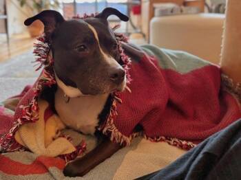 Mixed Breed Dogs Available for Adoption in New York, New York - Erica | PetCurious